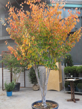 Hamamelis