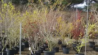 Hamamelis.  A great choice for winter scent and colour.
