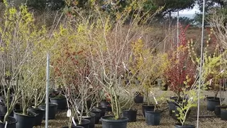 Hamamelis. A great choice for winter scent and colour.