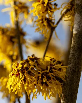 Hamamelis are out again!