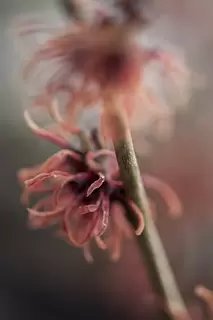 Hamamelis.  Exotic Winter Flower
