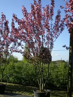 Hanami – Cherry Blossom Viewing at Provender Nurseries