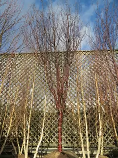 Hand Picked Trees. Prunus serrula Branklyn
