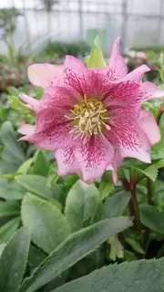 Hankering after a Hellebore?