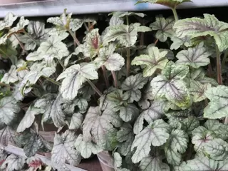 Happening Heucherella