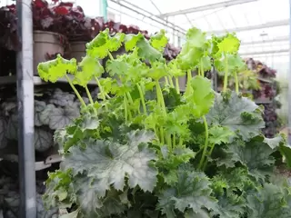 Happy Heuchera