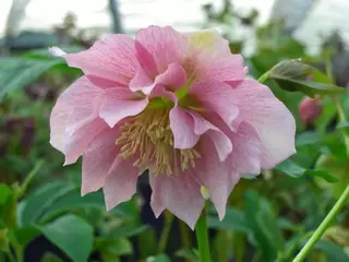 Harvington Hellebores