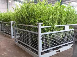 HEDGING WEEK.  In Stock Now.  Hedging for Exposed Sites