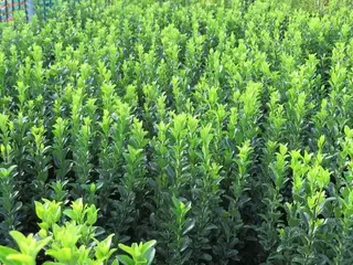 HEDGING WEEK. In Stock Now. Small Buxus Alternative