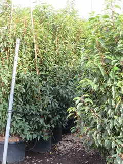 HEDGING WEEK. In stock Now. Options beginning with P!