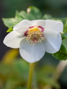 Hellebores