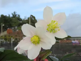 Hellebores