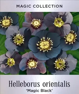 Helleborus Magic Series
