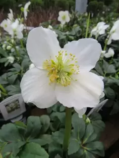 Helleborus nger - some lovely flower to be had