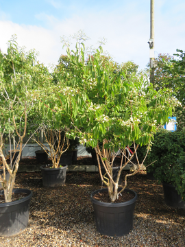 Heptacodium