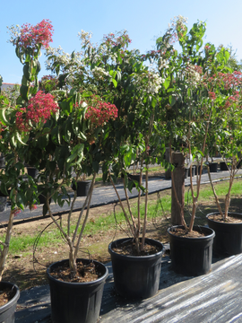 Heptacodium mic. 'Temple of Bloom'
