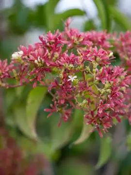 Heptacodium miconioides