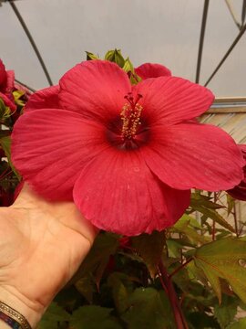 Herbaceous Hibiscus 