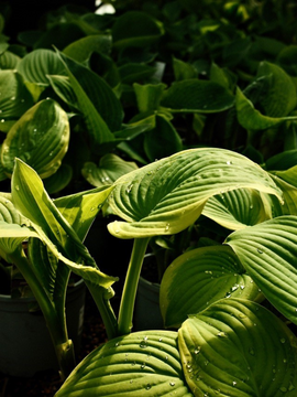 Hostas