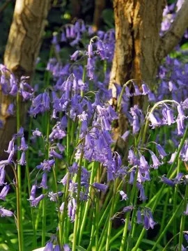 Hyacinthoides non-scripta