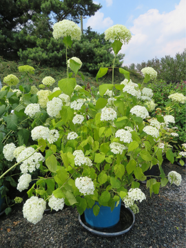 Hydrangea arborescens 'Annabelle'