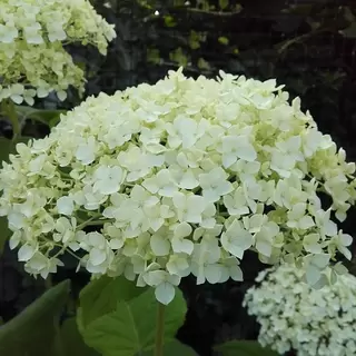 Hydrangea arborescens.  Mid-summer Must-have.