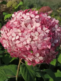 Hydrangea arborescens – still doing their thing