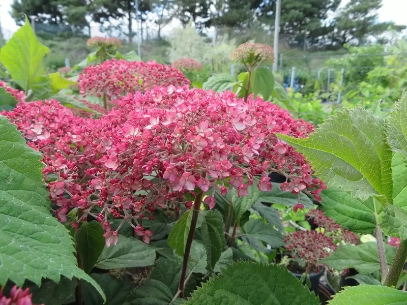 Image of Hydrangea arborescens sweet annabelle in a garden