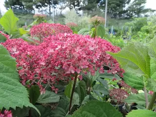 Hydrangea arborescens Sweet Annabelle