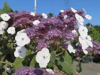 Hydrangea aspera.  Mid-summer Must-have.