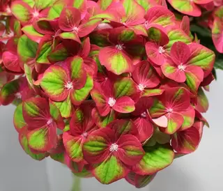 Hydrangea Looking Heavenly