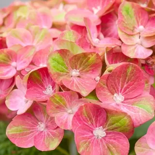 Hydrangea macrophylla.  Mid-summer Must-have.