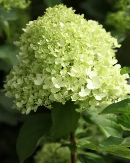 Hydrangea paniculata ‘Limelight’