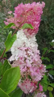 Hydrangea paniculata.  Mid-summer Must-have.