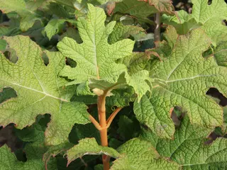 Hydrangea quercifolia