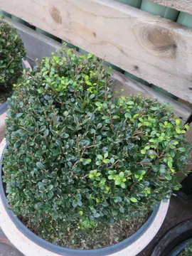 Ilex crenata 'Glorie Dwarf' - heartshape