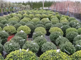 Introducing the new Buxus Ball Alternatives Bed