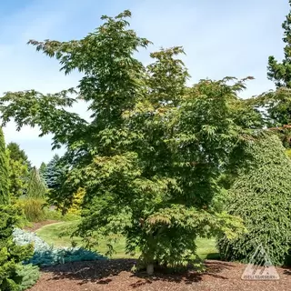 Jack Frost Acers