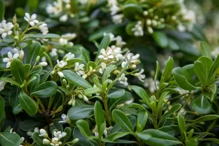 June Plant of the Month – Pittosporum tobira Nanum
