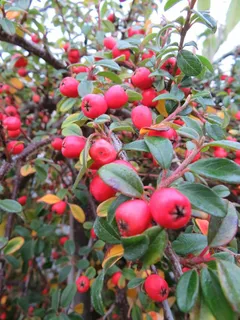 Keep the birds happy with Cotoneaster trees