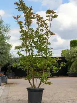 Lagerstroemia indica