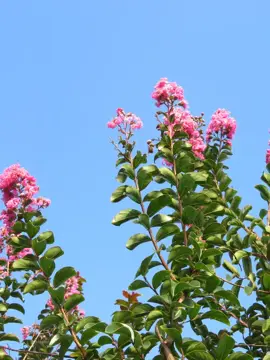 Lagerstroemia indica