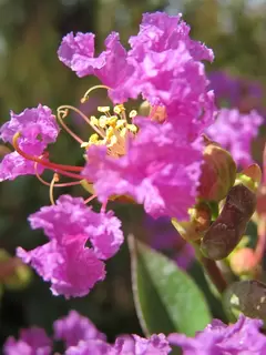 Lagerstroemia indica ‘Purple Star’