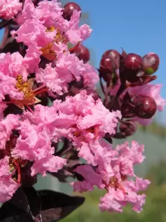 Lagerstroemia  - late summer loving