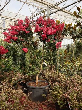 Lagerstroemia Pink Velour