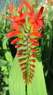 Late Summer colour – you can’t beat Crocosmia