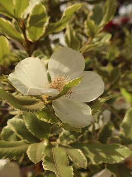 Late summer flowering tree – Eucryphia.