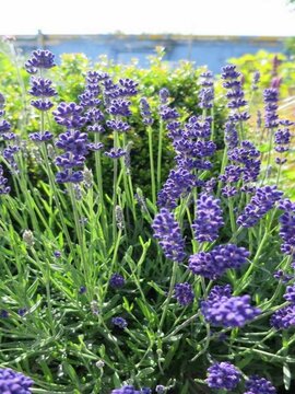 Lavender 'Hidcote' looking exceptional this season!