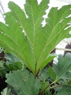 Leaf it out - Gunnera and Cyperus