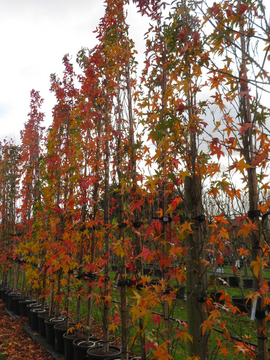 Liquidambar s. ‘Slender Silhouette’